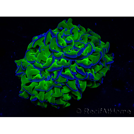 WYSIWYG Euphyllia ancora(Mariculture acclimaté sous LED) 18 (Skeleton 5 cm/Open 9 cm)