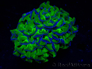 WYSIWYG Euphyllia ancora (Marikultur unter LED akklimatisiert) 18 (Skelett 5 cm/Geöffnet 9 cm)
