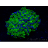 WYSIWYG Euphyllia ancora (Maricultured, acclimated under LED) 18 (Skeleton 5 cm/Open 9 cm)