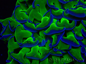 WYSIWYG Euphyllia ancora(Mariculture acclimaté sous LED) 18 (Skeleton 5 cm/Open 9 cm)