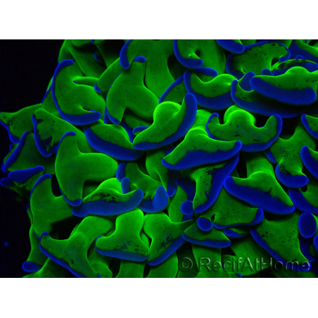 WYSIWYG Euphyllia ancora(Mariculture acclimaté sous LED) 18 (Skeleton 5 cm/Open 9 cm)