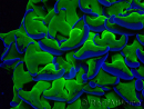 WYSIWYG Euphyllia ancora (Marikultur unter LED akklimatisiert) 18 (Skelett 5 cm/Geöffnet 9 cm)