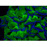 WYSIWYG Euphyllia ancora (Maricultured, acclimated under LED) 18 (Skeleton 5 cm/Open 9 cm)