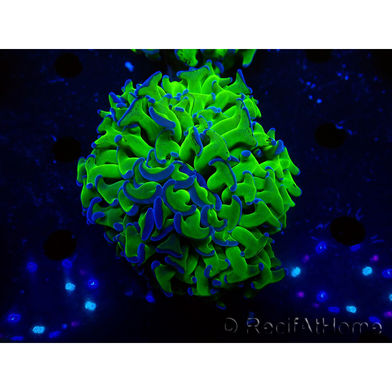 WYSIWYG Euphyllia ancora(Mariculture acclimaté sous LED) 3 (Skeleton 7 cm/Open 10 cm)