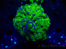 WYSIWYG Euphyllia ancora (Maricoltura acclimatata sotto LED) 3 (Scheletro 7 cm/Aperto 10 cm)