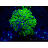 WYSIWYG Euphyllia ancora(Mariculture acclimaté sous LED) 3 (Skeleton 7 cm/Open 10 cm)