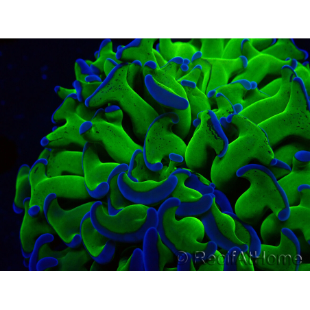WYSIWYG Euphyllia ancora (Maricoltura acclimatata sotto LED) 3 (Scheletro 7 cm/Aperto 10 cm)