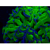 WYSIWYG Euphyllia ancora (Maricultura aclimatada bajo LED) 3 (Esqueleto 7 cm/Abierto 10 cm)
