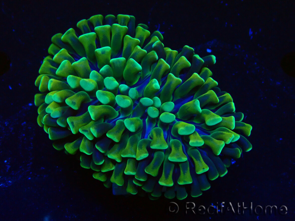 WYSIWYG Euphyllia ancora (Maricultura aclimatada bajo LED) 4 (Esqueleto 7 cm/Abierto 10 cm)
