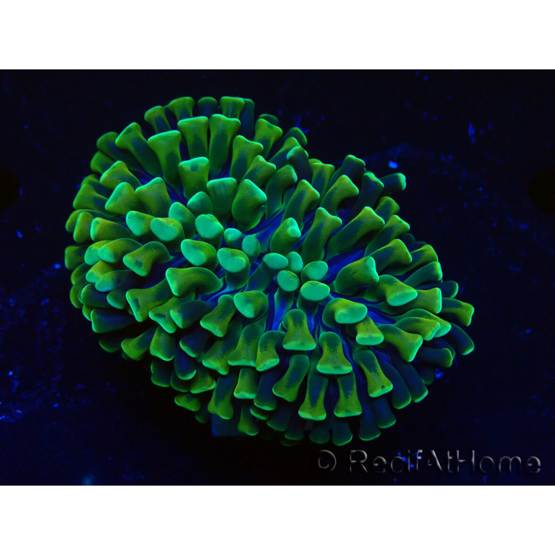 WYSIWYG Euphyllia ancora (Maricultured, acclimated under LED) 4 (Skeleton 7 cm/Open 10 cm)