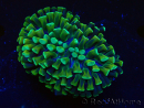 WYSIWYG Euphyllia ancora (Marikultur akklimatisiert unter LED) 4 (Skelett 7 cm/Geöffnet 10 cm)