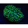 WYSIWYG Euphyllia ancora(Mariculture acclimaté sous LED) 4 (Skeleton 7 cm/Open 10 cm)