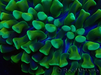 WYSIWYG Euphyllia ancora(Mariculture acclimaté sous LED) 4 (Skeleton 7 cm/Open 10 cm)