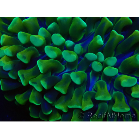 WYSIWYG Euphyllia ancora(Mariculture acclimaté sous LED) 4 (Skeleton 7 cm/Open 10 cm)