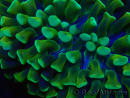 WYSIWYG Euphyllia ancora (Marikultur akklimatisiert unter LED) 4 (Skelett 7 cm/Geöffnet 10 cm)