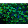 WYSIWYG Euphyllia ancora (Maricultura aclimatada bajo LED) 4 (Esqueleto 7 cm/Abierto 10 cm)