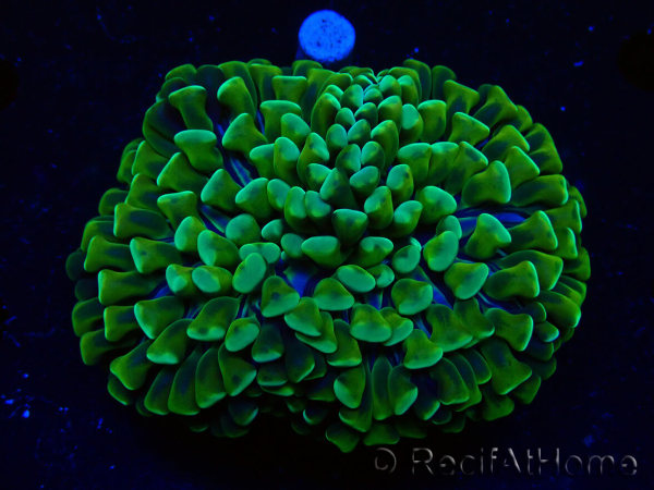 WYSIWYG Euphyllia ancora (Acclimated Mariculture under LED) 5 (Skeleton 7 cm/Open 11 cm)