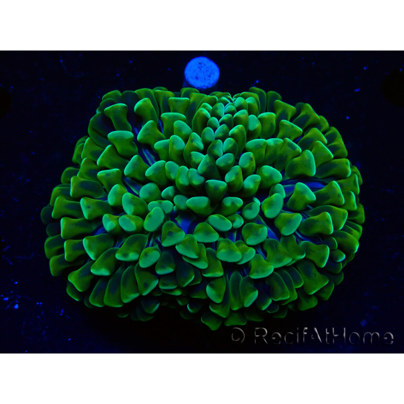 WYSIWYG Euphyllia ancora (Marikultur akklimatisiert unter LED) 5 (Skelett 7 cm/Geöffnet 11 cm)