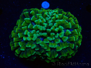 WYSIWYG Euphyllia ancora (Acclimated Mariculture under LED) 5 (Skeleton 7 cm/Open 11 cm)