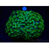 WYSIWYG Euphyllia ancora (Marikultur akklimatisiert unter LED) 5 (Skelett 7 cm/Geöffnet 11 cm)