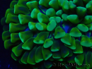WYSIWYG Euphyllia ancora (Marikultur akklimatisiert unter LED) 5 (Skelett 7 cm/Geöffnet 11 cm)