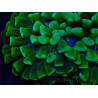 WYSIWYG Euphyllia ancora (Maricultura aclimatada bajo LED) 5 (Esqueleto 7 cm/Abierto 11 cm)