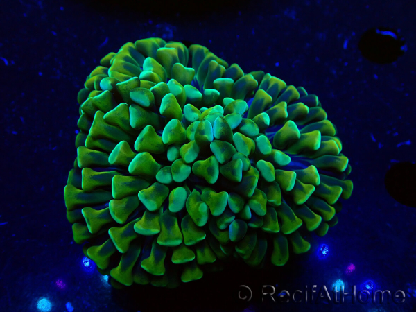 WYSIWYG Euphyllia ancora (Marikultur unter LED akklimatisiert) 6 (Skelett 5 cm / Geöffnet 10 cm)