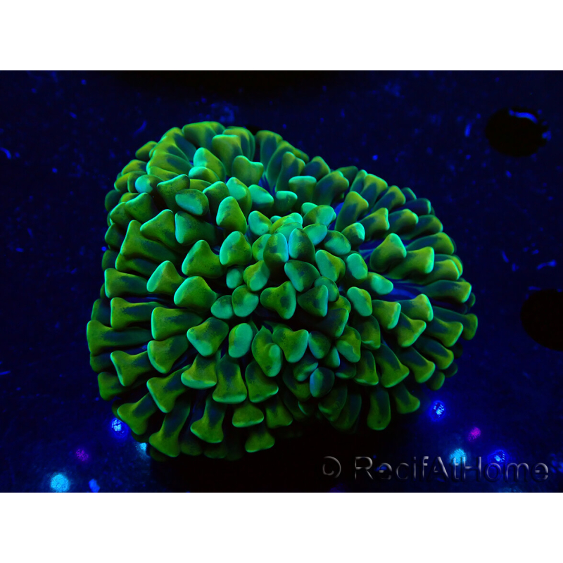 WYSIWYG Euphyllia ancora(Mariculture acclimaté sous LED) 6 (Skeleton 5 cm/Open 10 cm)
