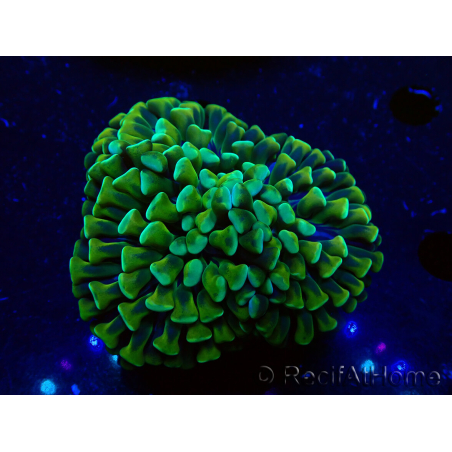 WYSIWYG Euphyllia ancora(Mariculture acclimaté sous LED) 6 (Skeleton 5 cm/Open 10 cm)