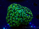 WYSIWYG Euphyllia ancora (Maricoltura acclimatata sotto LED) 6 (Scheletro 5 cm/Aperto 10 cm)