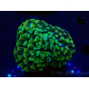 WYSIWYG Euphyllia ancora(Mariculture acclimaté sous LED) 6 (Skeleton 5 cm/Open 10 cm)