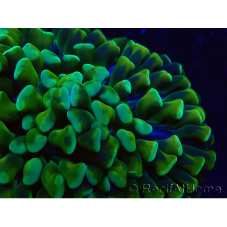 WYSIWYG Euphyllia ancora (Maricoltura acclimatata sotto LED) 6 (Scheletro 5 cm/Aperto 10 cm)