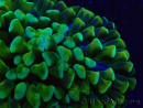 WYSIWYG Euphyllia ancora (Marikultur unter LED akklimatisiert) 6 (Skelett 5 cm / Geöffnet 10 cm)