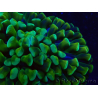 WYSIWYG Euphyllia ancora(Mariculture acclimaté sous LED) 6 (Skeleton 5 cm/Open 10 cm)