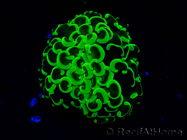 WYSIWYG Euphyllia ancora (Mariculture acclimated under LED) 9 (Skeleton 6 cm/Open 12 cm)