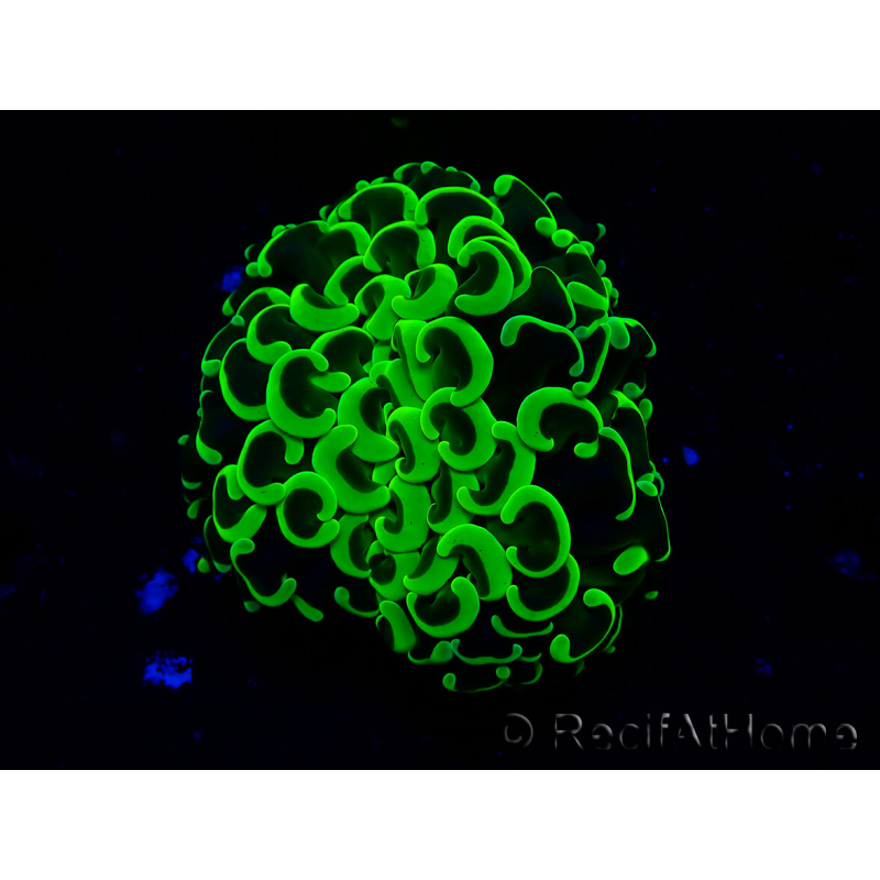 WYSIWYG Euphyllia ancora (Maricultura aclimatada bajo LED) 9 (Esqueleto 6 cm/Abierto 12 cm)