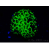 WYSIWYG Euphyllia ancora (Marikultur, akklimatisiert unter LED) 9 (Skelett 6 cm/Geschlossen 12 cm)
