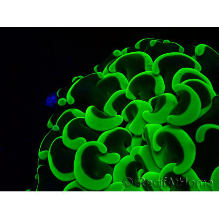 WYSIWYG Euphyllia ancora (Maricoltura acclimatata sotto LED) 9 (Scheletro 6 cm/Aperto 12 cm)