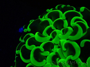 WYSIWYG Euphyllia ancora (Mariculture acclimated under LED) 9 (Skeleton 6 cm/Open 12 cm)
