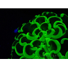 WYSIWYG Euphyllia ancora (Maricultura aclimatada bajo LED) 9 (Esqueleto 6 cm/Abierto 12 cm)