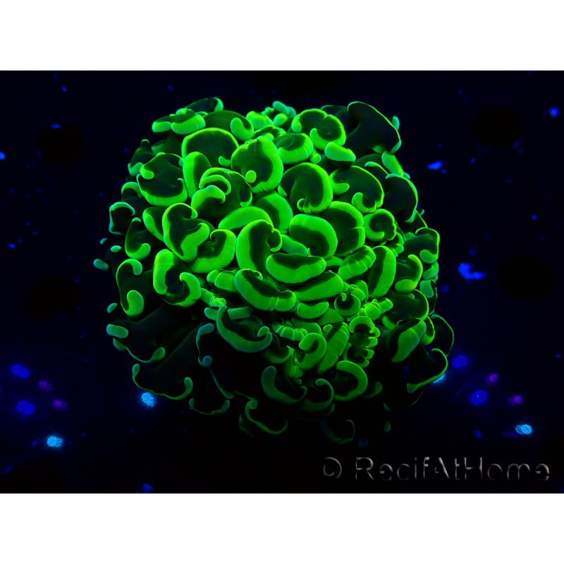 WYSIWYG Euphyllia ancora(Mariculture acclimaté sous LED) 8 (Skeleton 6 cm/Open 12 cm)