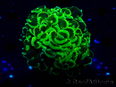 WYSIWYG Euphyllia ancora (Mariculture acclimated under LED) 8 (Skeleton 6 cm/Open 12 cm)