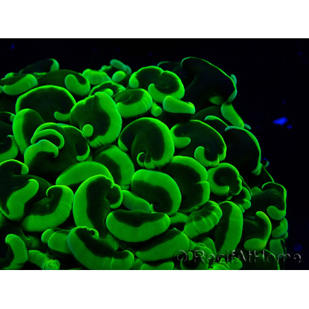 WYSIWYG Euphyllia ancora(Mariculture acclimaté sous LED) 8 (Skeleton 6 cm/Open 12 cm)