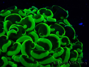 WYSIWYG Euphyllia ancora (Mariculture acclimated under LED) 8 (Skeleton 6 cm/Open 12 cm)
