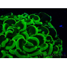 WYSIWYG Euphyllia ancora (Mariculture acclimated under LED) 8 (Skeleton 6 cm/Open 12 cm)
