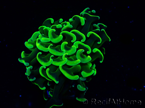 WYSIWYG Euphyllia ancora (Maricultured acclimated under LED) 7 (Skeleton 7 cm/Open 11 cm)