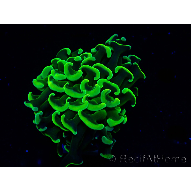 WYSIWYG Euphyllia ancora(Mariculture acclimaté sous LED) 7 (Skeleton 7 cm/Open 11 cm)