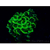 WYSIWYG Euphyllia ancora(Mariculture acclimaté sous LED) 7 (Skeleton 7 cm/Open 11 cm)