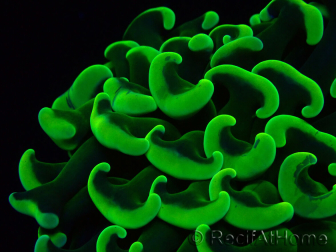 WYSIWYG Euphyllia ancora (Maricultura aclimatada bajo LED) 7 (Esqueleto 7 cm/Abierto 11 cm)
