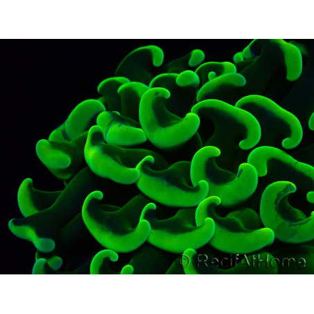 WYSIWYG Euphyllia ancora (Maricultura acclimatata sotto LED) 7 (Scheletro 7 cm/Aperto 11 cm)